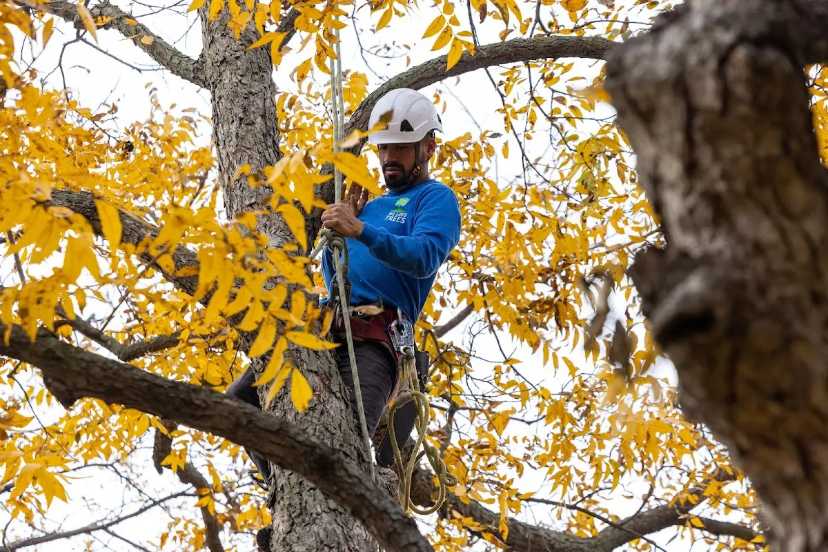 Skilled Tree Transplanting crew working in Effie